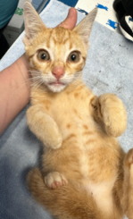 Screenshot 2026 02 17 at 11.04.11 AM